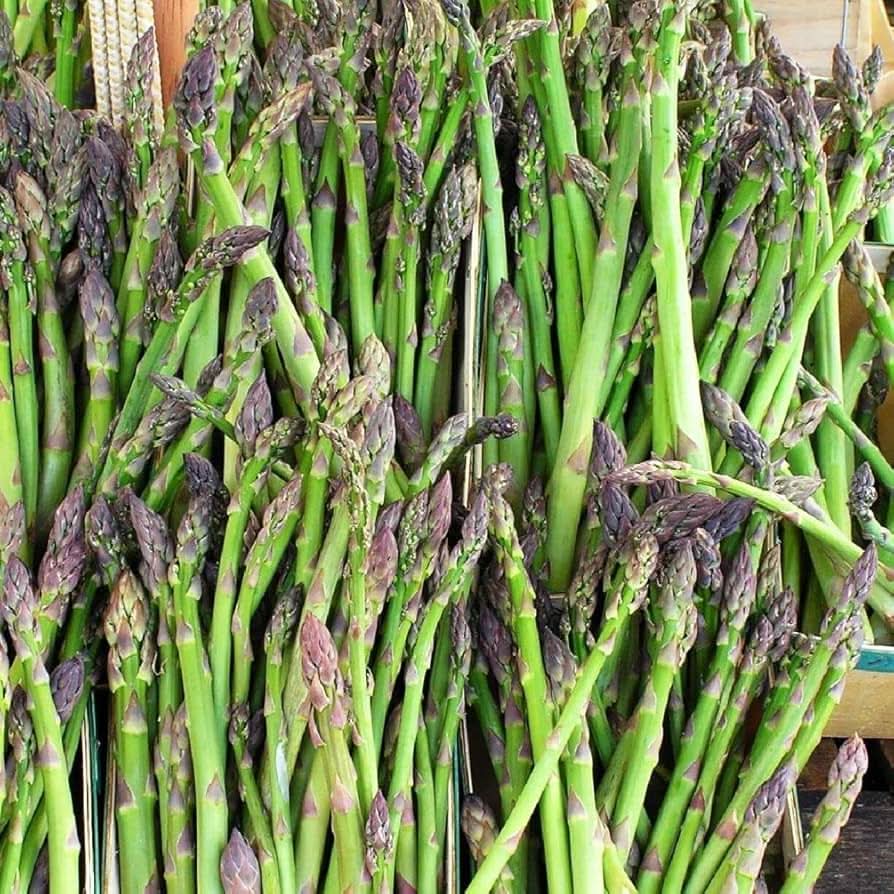 Jersey Giant Asparagus Asparagus Officinalis Vegetable Seeds for Planting in Kitchen Garden and Raised Beds