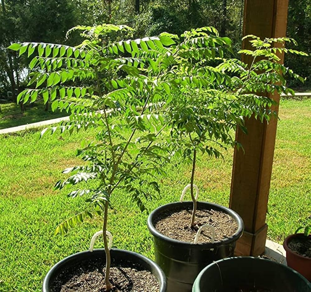 Curry Leaf Plant