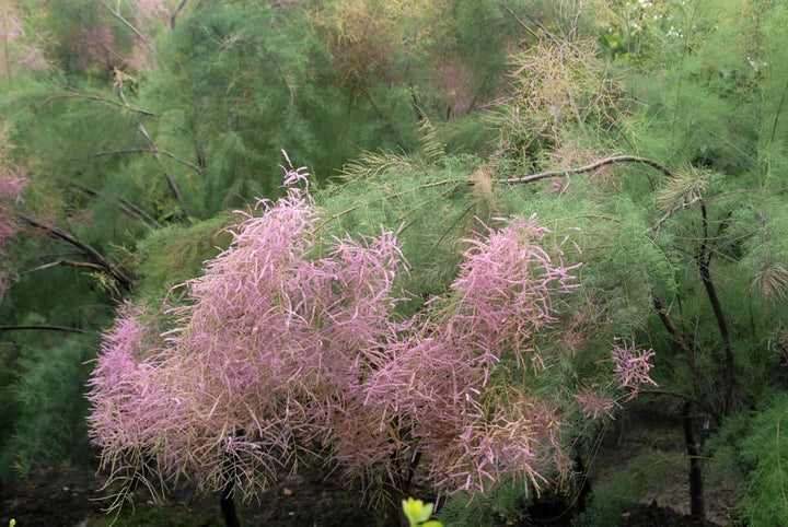 Tamarix Flower Seeds for Planting - 100