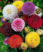 Dahlia Flower Dahlia pinnata for planting in flower bed and urban garden