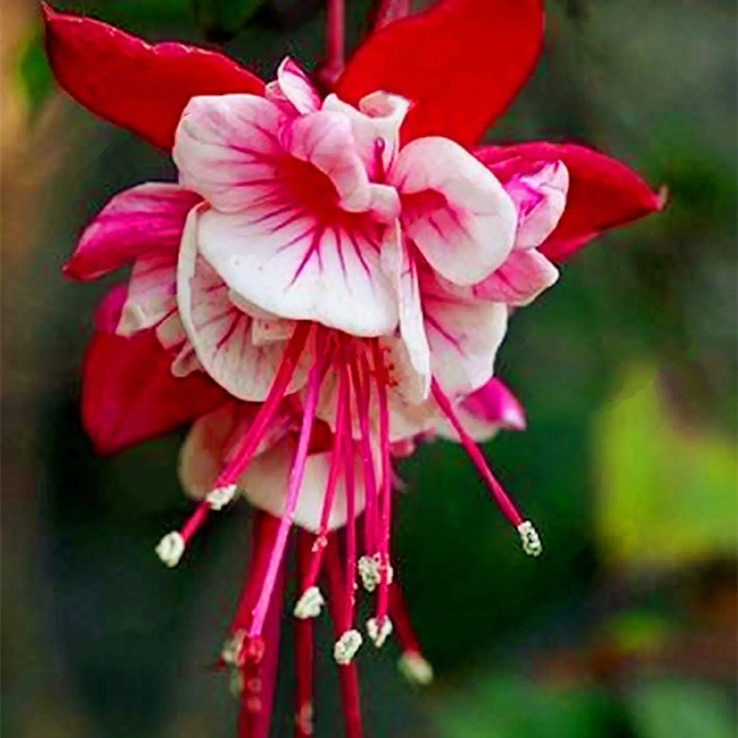 Heirloom Non-GMO Red White Fuchsia Flower Seeds for Planting – Vibrant Blooms for Home Garden Dhara Seeds
