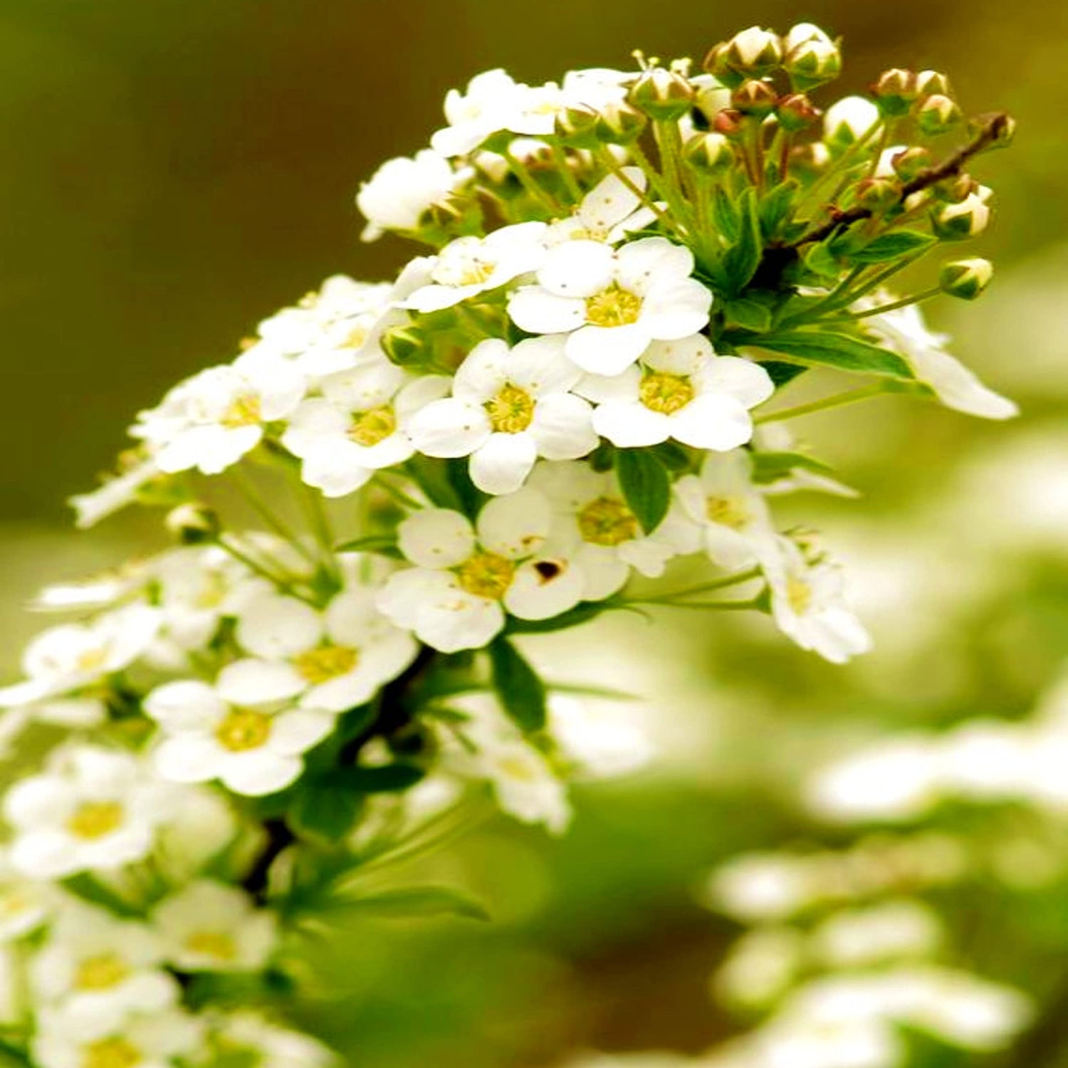 Alyssum Lobularia Maritima Flower Seeds