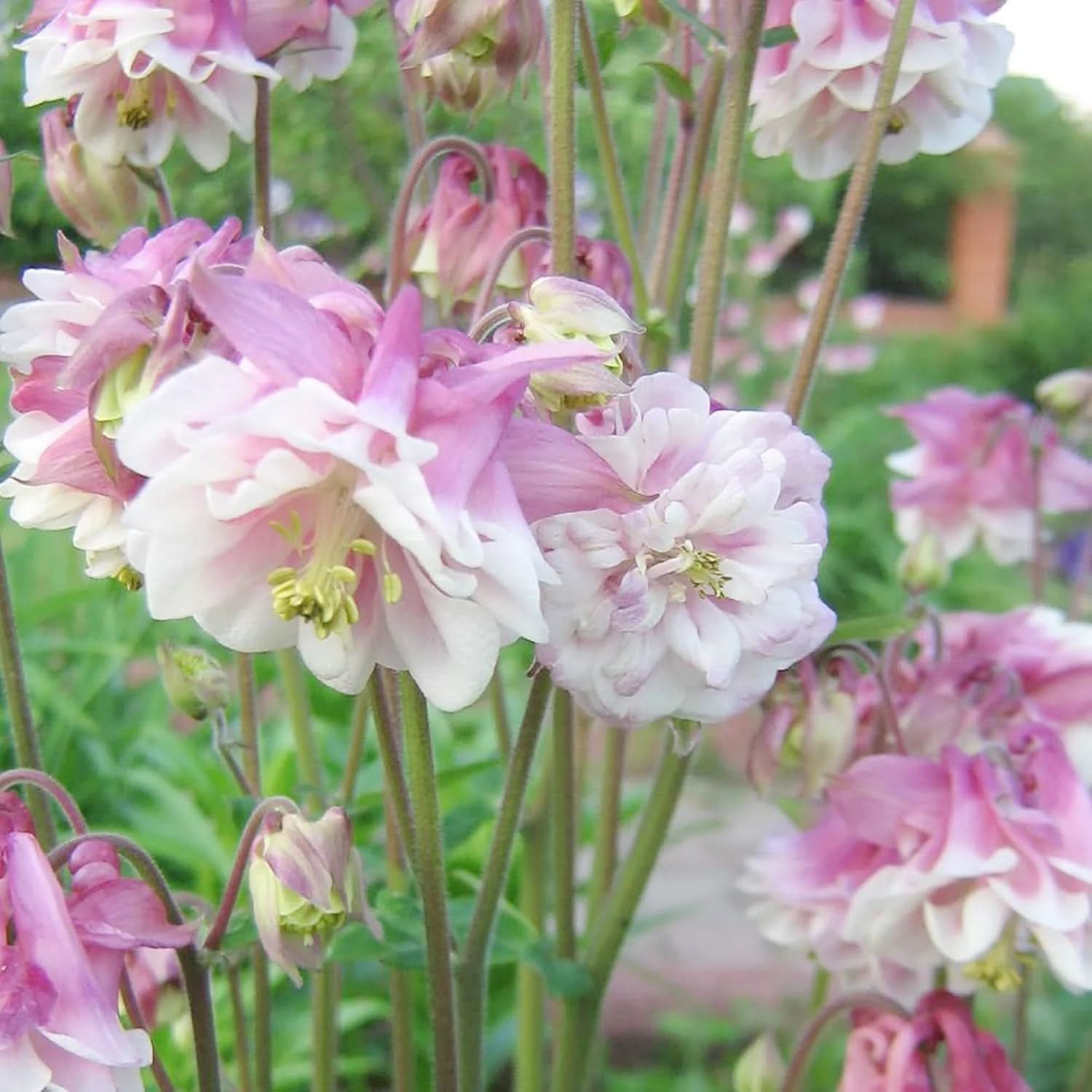 Heirloom Non-GMO Aquilegia Columbine Flower Seeds for Planting – Colorful Perennial Garden Blooms - Non-GMO for planting in home garden