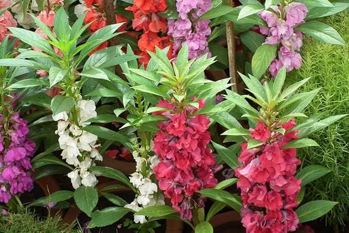 Balsam Pink Impatiens Flower Seeds