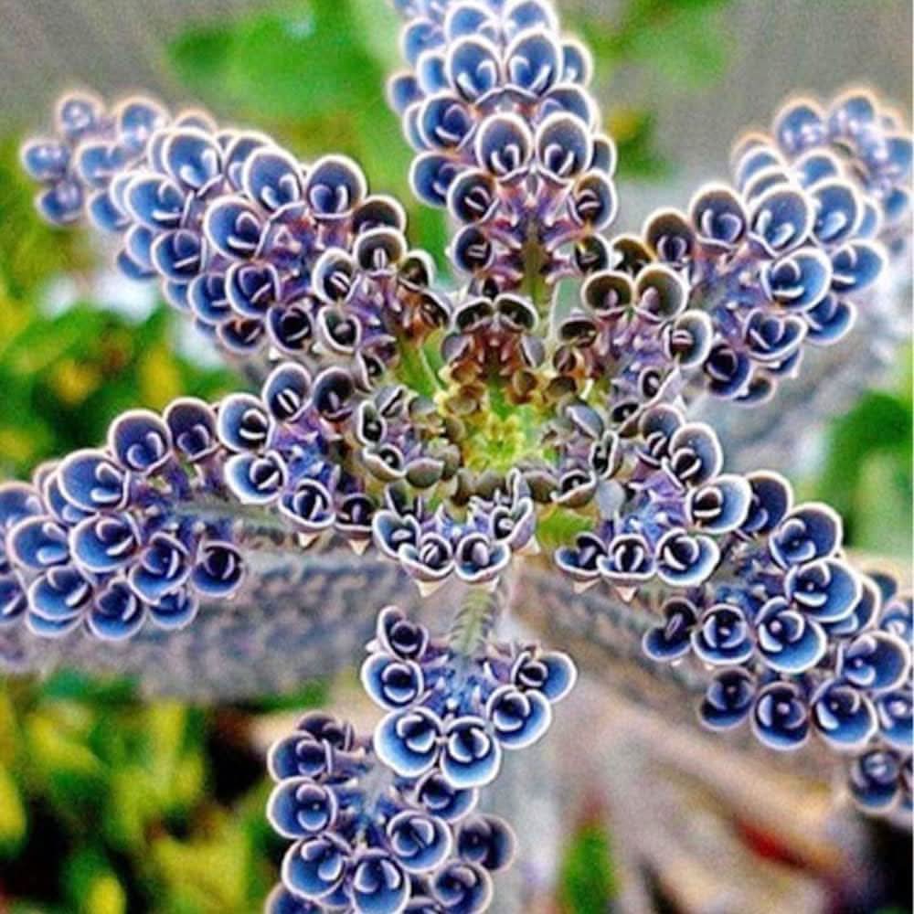 Kalanchoe Kalanchoe blossfeldiana succulent flower seeds for planting in indoor pots and planters