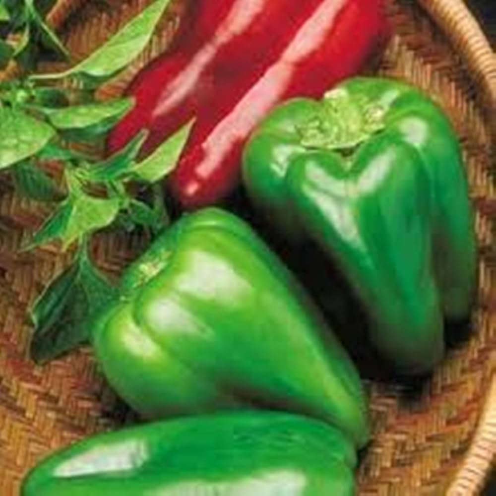 Jupiter Pepper Seeds – Organic Heirloom Sweet Bell for 2017