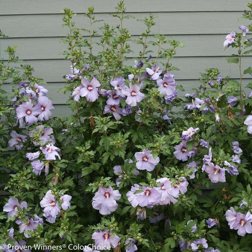 Rose - of for planting in home garden