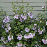 Rose - of for planting in home garden