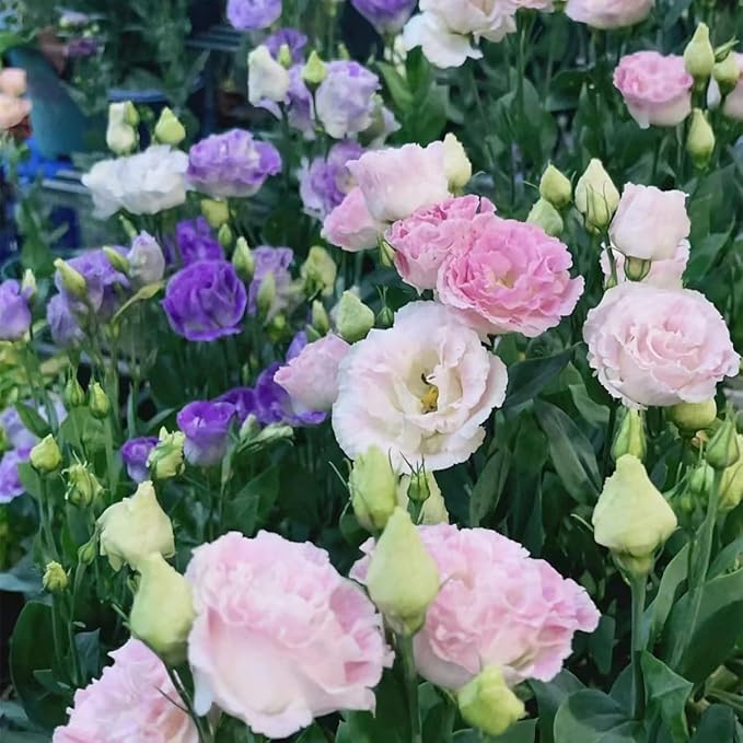 Eustoma Eustoma Grandiflorum Mixed Color Flower Seeds for Planting – Elegant Blooms for Garden Borders and Bouquets