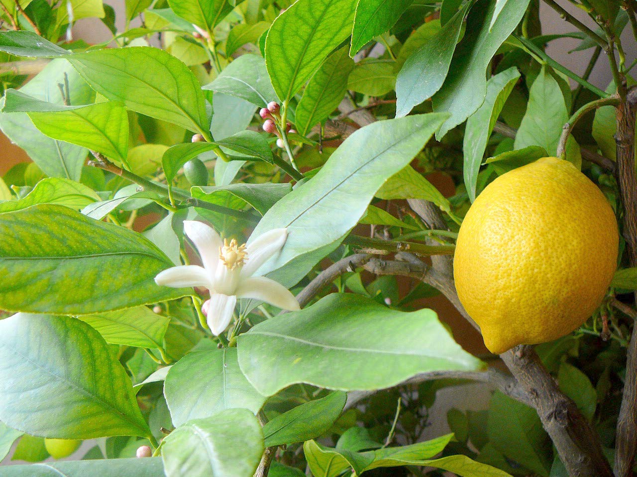 Bulk Lemon & Lime Seeds for Fruit Garden, Pieces per Bag for Easy Planting