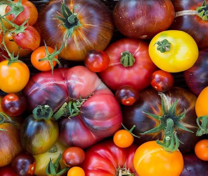 Heirloom Rainbow Beefsteak Tomato Seeds for Planting - Non-GMO Garden Seeds