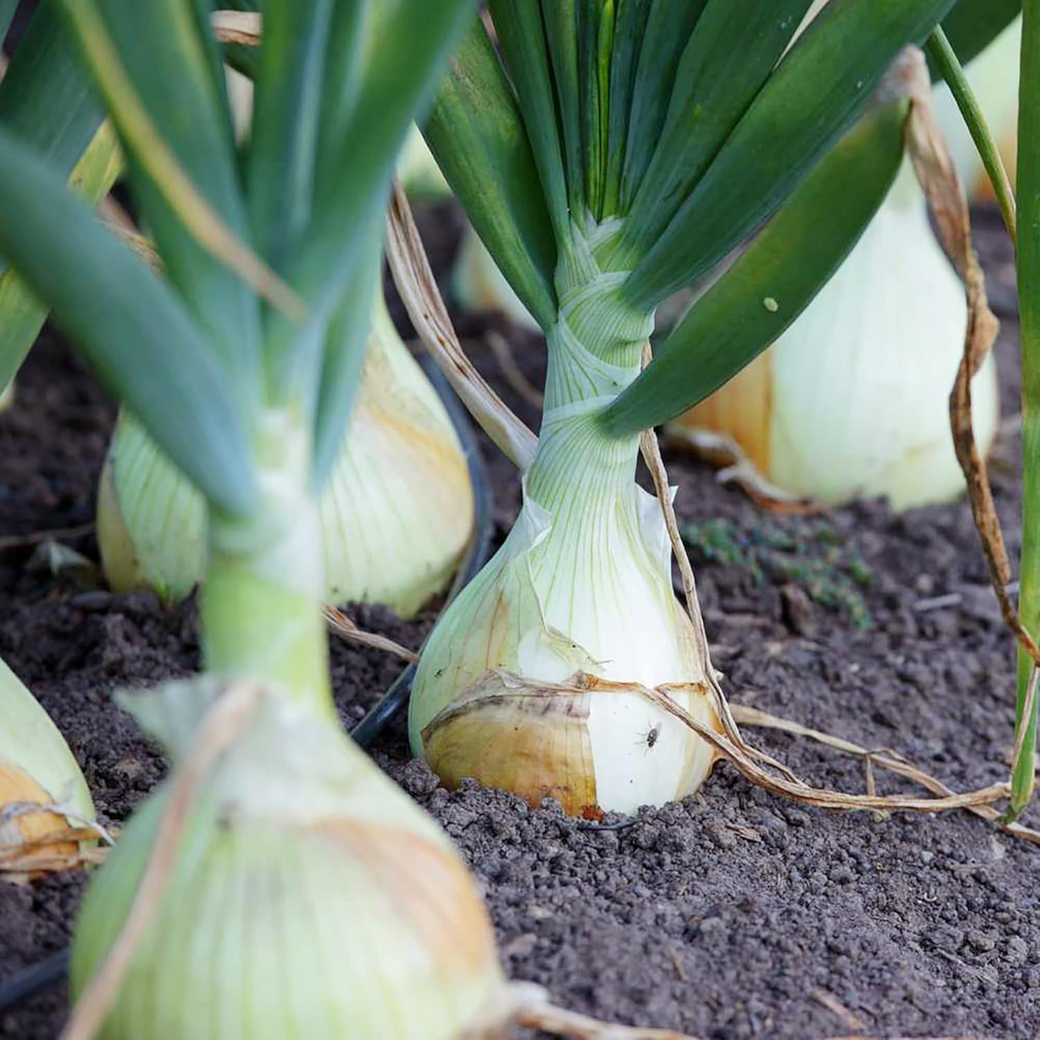 Vidalia Onion Seeds Non-GMO Heirloom Fast Growing Seeds