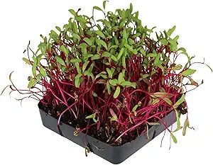 Beet Beta Vulgaris Detroit Red Heirloom Non-GMO Vegetable Seeds for Planting – Perfect for Root Vegetable Gardens