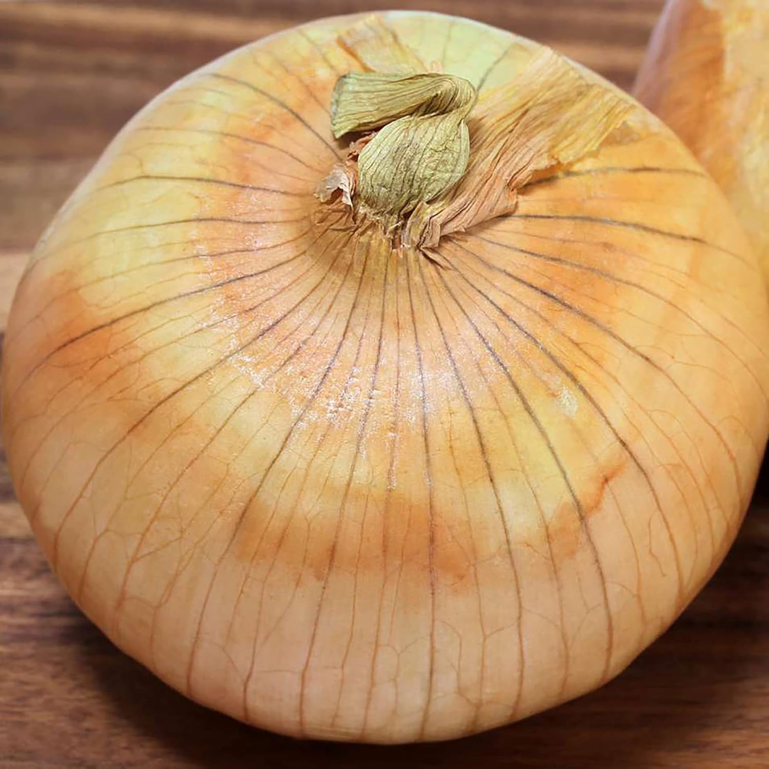 Vidalia Onion Seeds Non-GMO Heirloom Fast Growing Seeds