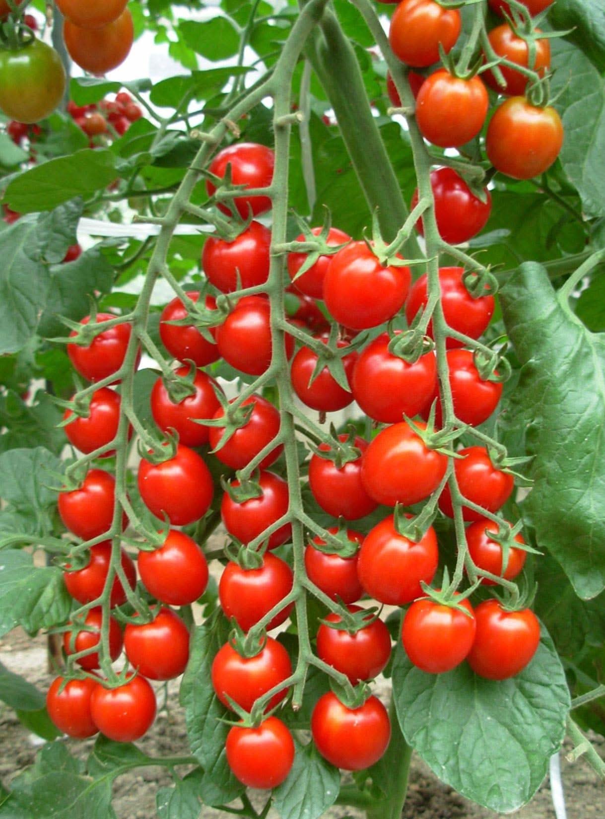 Martian Giant Slicer tomato plant grown from organic seeds with massive red fruits and juicy flesh