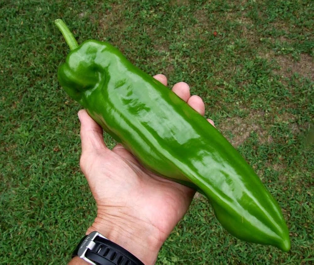 Italian Sweet Pepper Seeds for Planting Capsicum Annuum for Vegetable Patch
