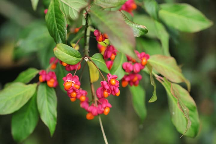 Spindle Flower Seeds for Planting – Decorative Ornamental Blooms for Garden Landscapes