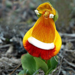 Calceolaria Uniflora (Calceolaria uniflora) for home garden cultivation