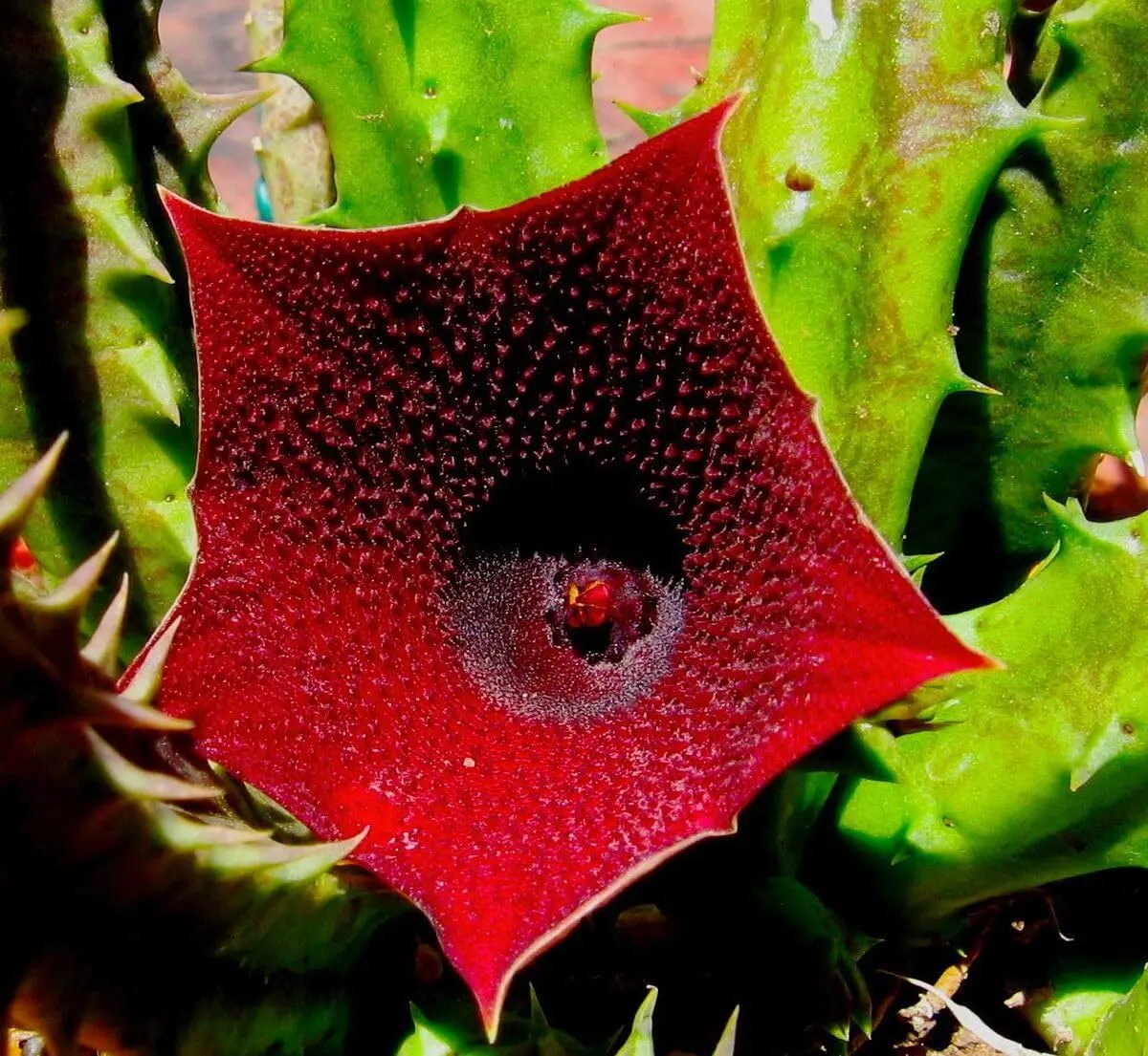 Huernia Keniensis Flower Seeds for Planting, NON GMO Seeds for planting in home garden