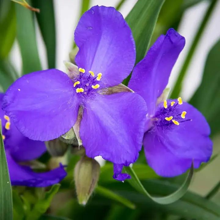Blue Tradescantia Flower Seeds for Planting - NON GMO Seeds Dhara Seeds