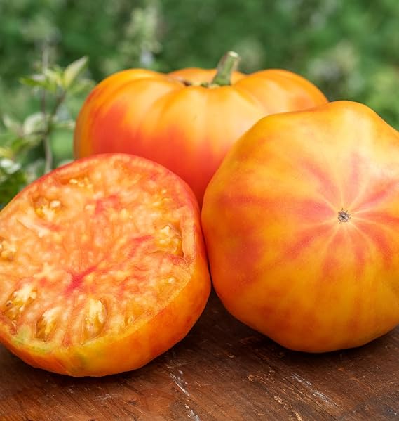 Tomato Solanum lycopersicum Big Rainbow beefsteak vegetable seeds for planting in kitchen garden plots