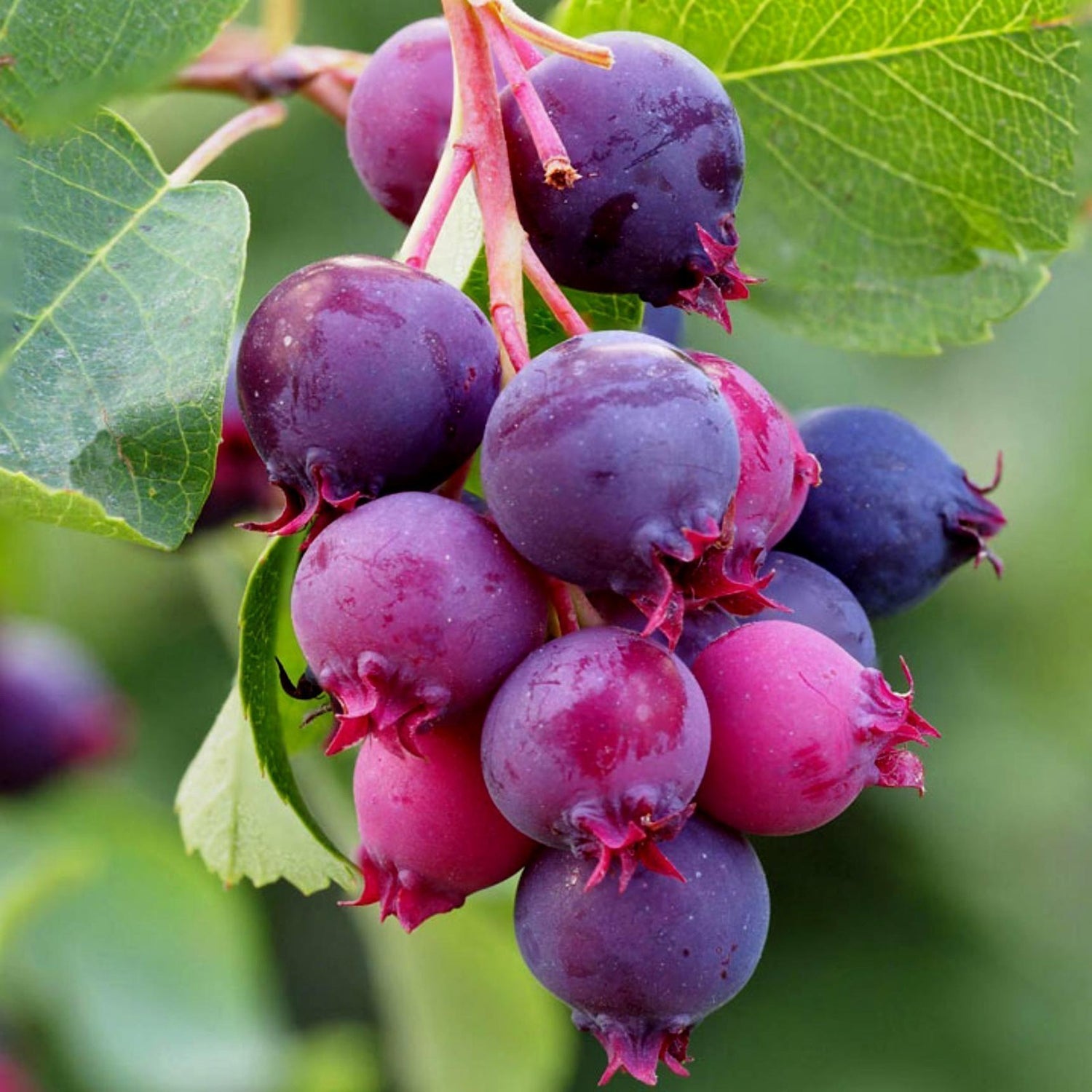 Canadensis Fruit Seeds - A Sweet and Tangy Fruit for Your Garden