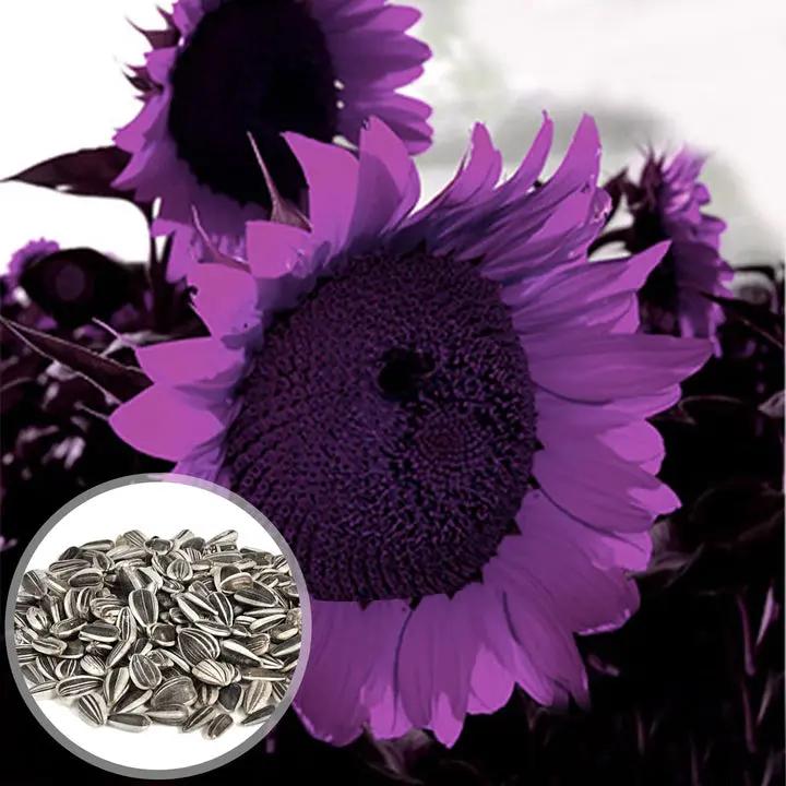 Purple Mini Sunflower Seeds for Planting – Compact Blooms, Great for Pots & Borders, Non-GMO Dhara Seeds