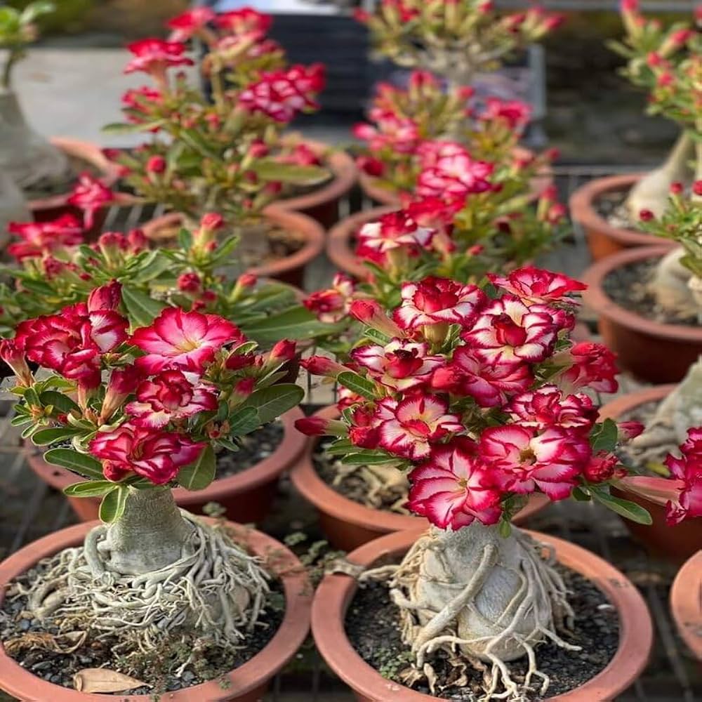 Desert Rose Adenium obesum Flower Seeds for Planting Pink Variety in Indoor Pots