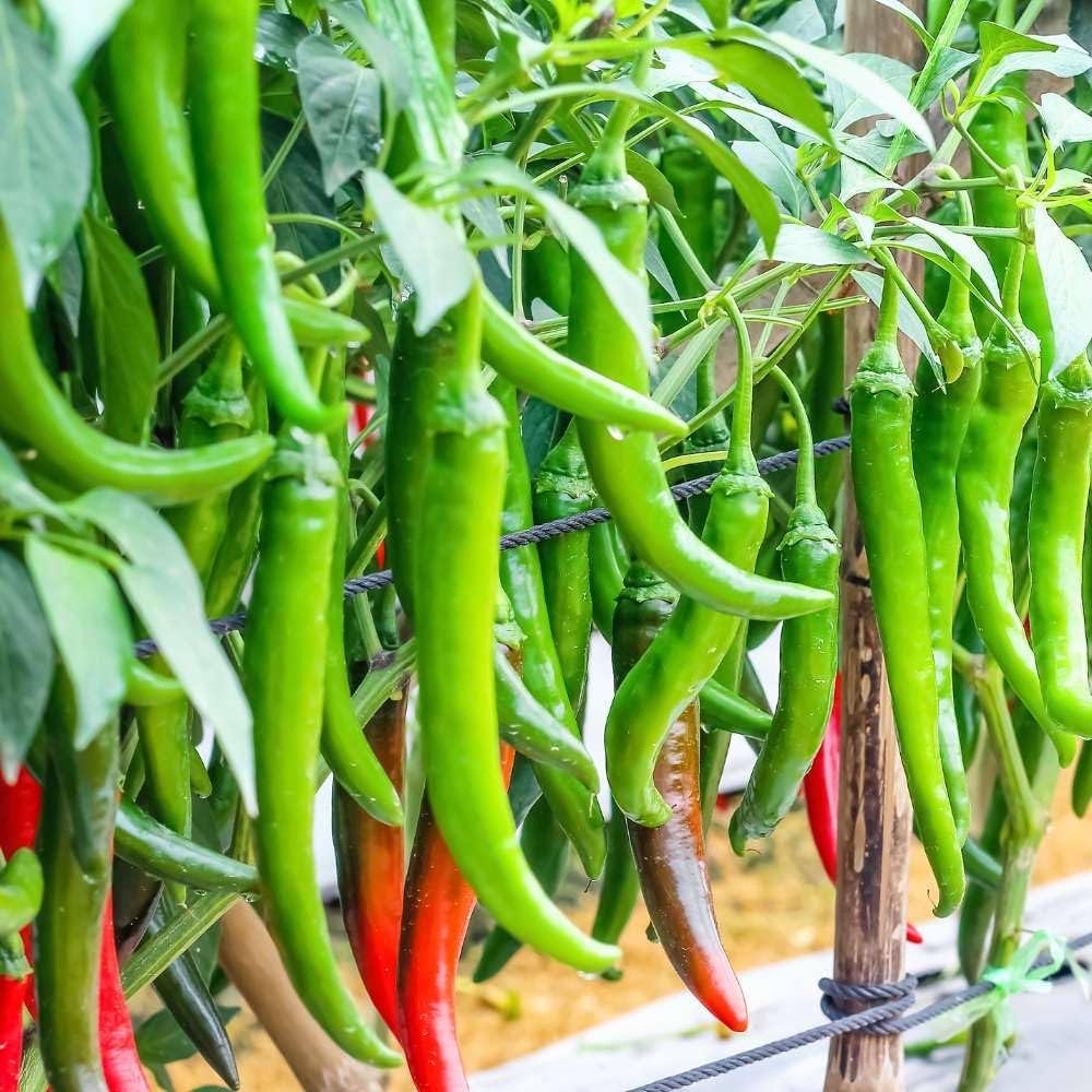 Organic Hot Chili Seeds for Bonsai or Home Garden