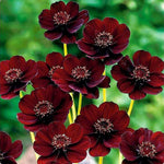 Chocolate Cosmos for planting