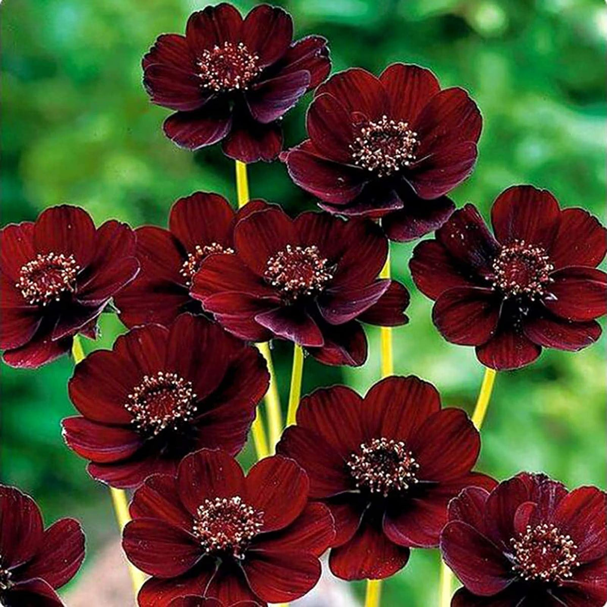 Chocolate Cosmos for planting