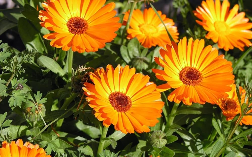 Orange Calendula Seeds Flower Gardening Plant Seed – Heirloom, Non-GMO, High Germination Organic Garden Seeds