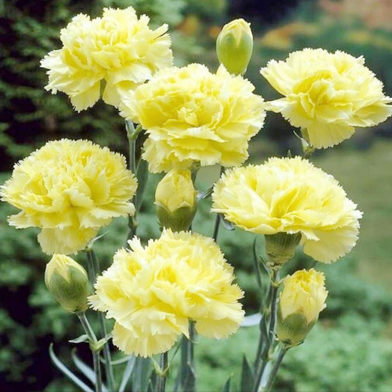 Carnation Dianthus Caryophyllus Rare Black Flower Seeds for Planting – 200 Bonsai Seeds for Unique Home Garden Displays
