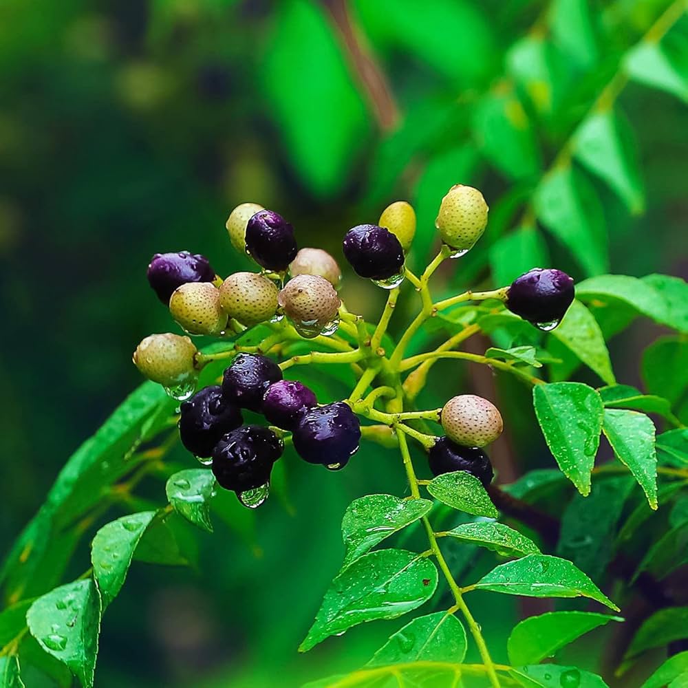 Curry Leaf Plant Seeds for Planting -Heirloom & Non-GMO Garden Seeds