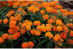 Orange Butterfly Weed Seeds for Pollinator Gardens