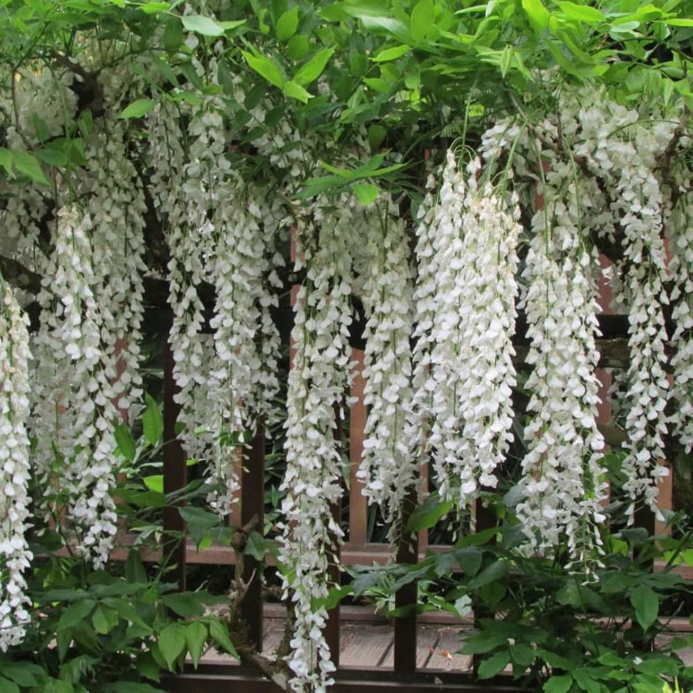 Chinese White Wisteria Wisteria sinensis flowering tree seeds for backyard garden planting