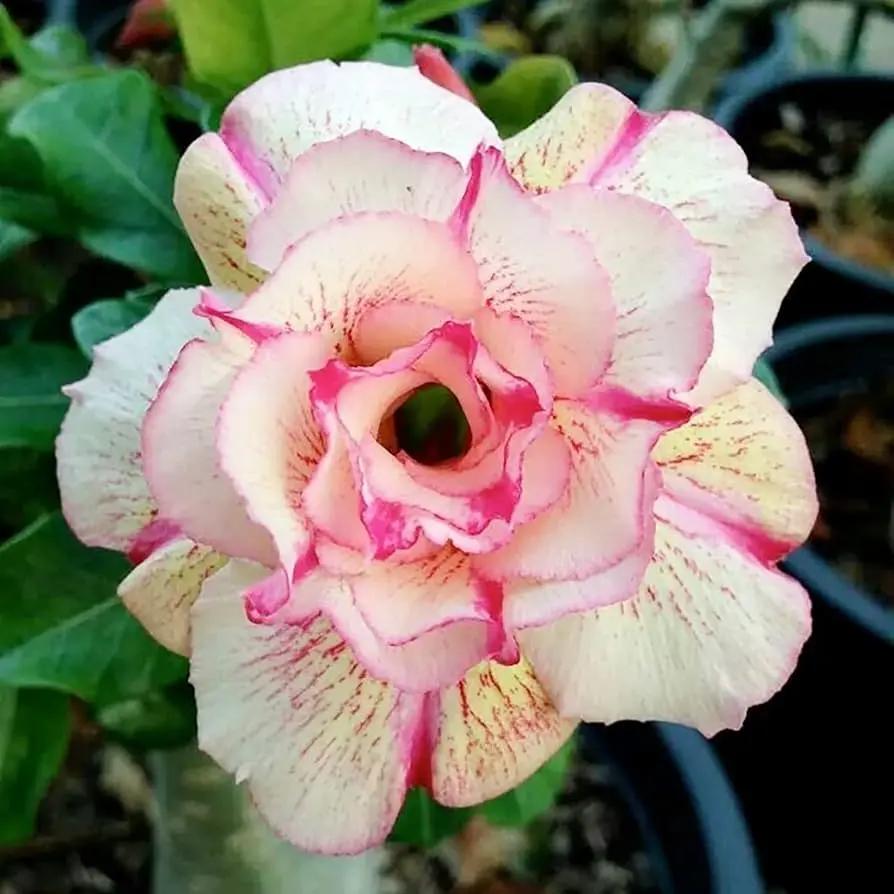 Desert Rose Seeds (Adenium Obesum) – Heirloom Non-GMO Succulent Plant Seeds for Growing Indoors/Outdoors for planting in home garden