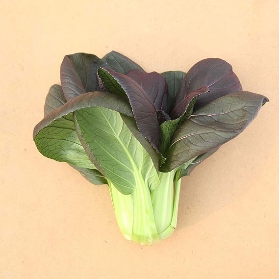 Red Choi  Brassica rapa vegetable seeds for planting in home garden or vertical garden