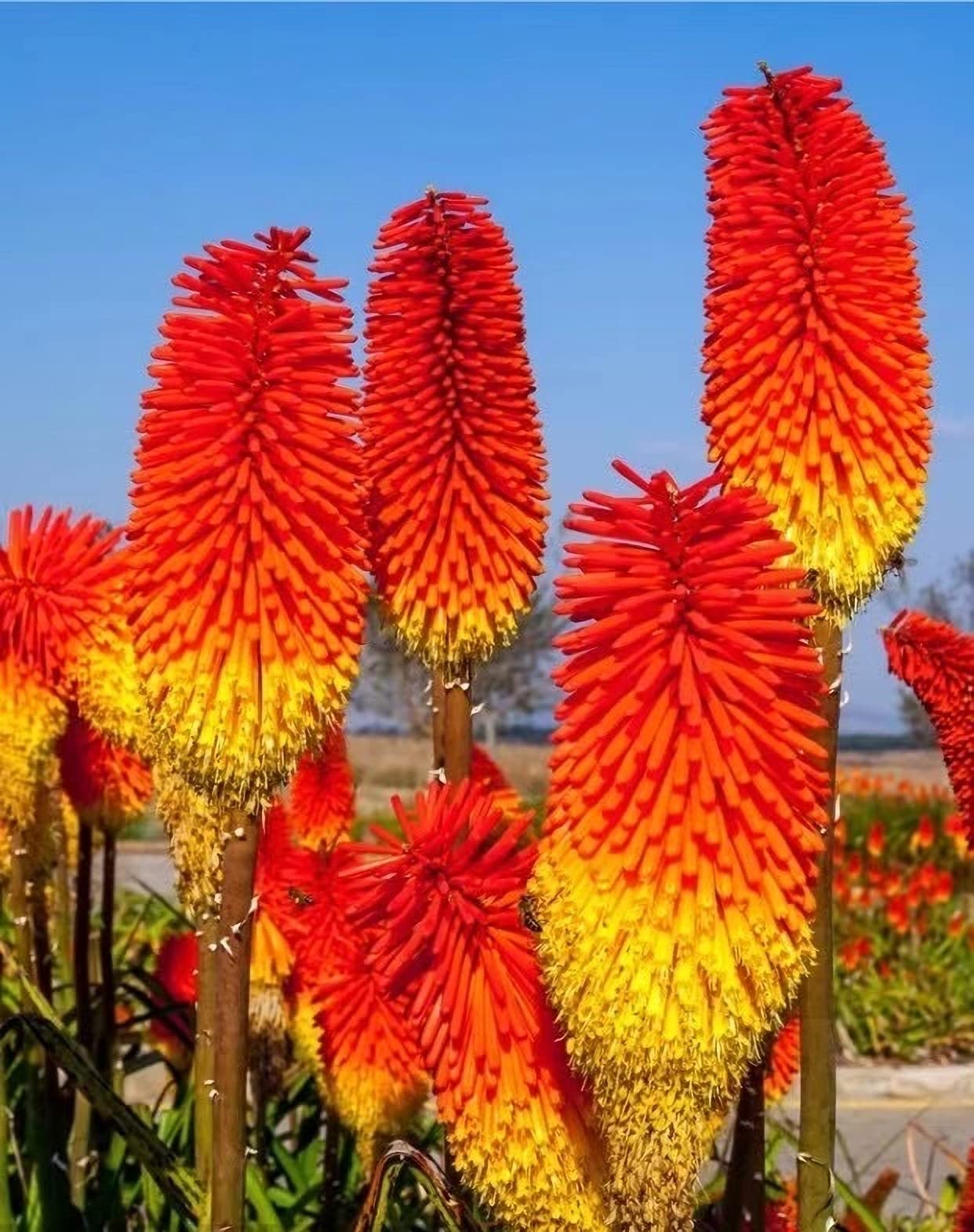 Red Hot Poker Torch Lily, Kniphofia Perennial Flower Seeds for Planting