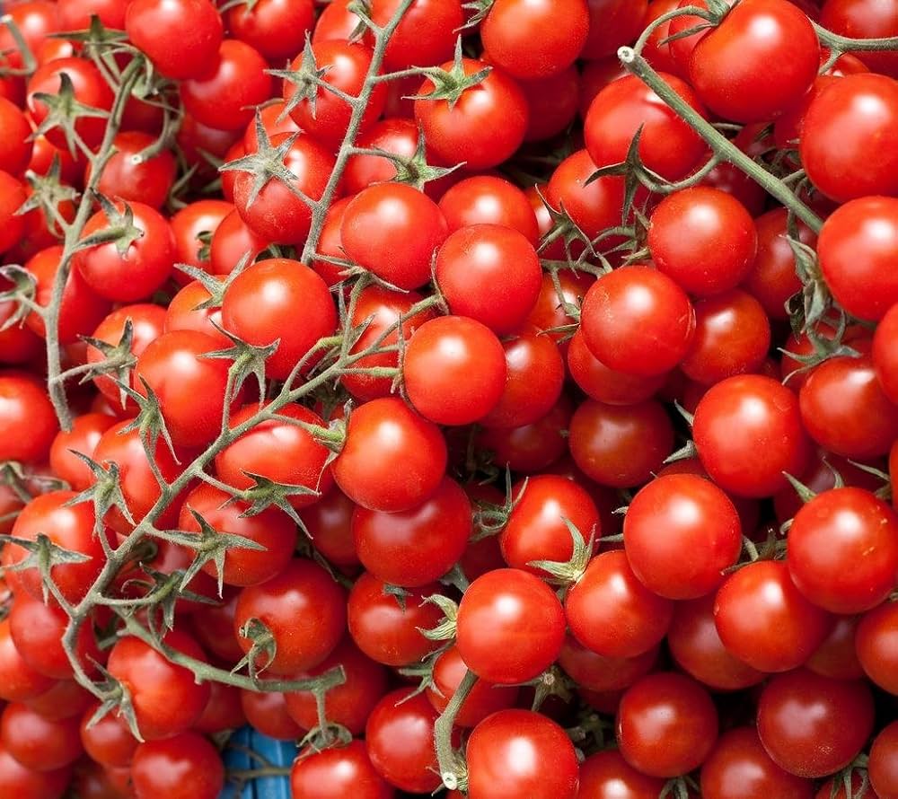 Large red cherry tomato seeds