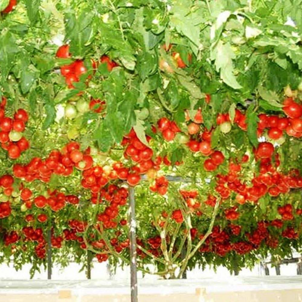 Tree Tomato Climbing Variety Burgundy Fruit Seeds