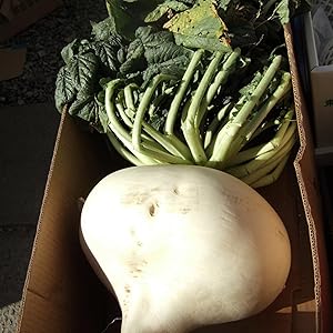 Radish Raphanus Sativus Sakurajima Mammoth Vegetable Seeds for Planting – Giant Root Variety for Backyard Gardening