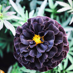 African marigold – Tagetes erecta – for planting in home garden