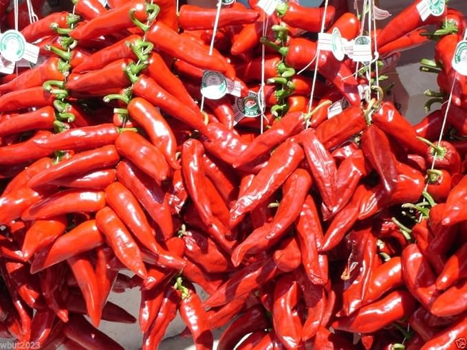 Aji Cacho de Cabra Pepper Capsicum chinense Seeds for Planting in Vegetable Patch & Garden