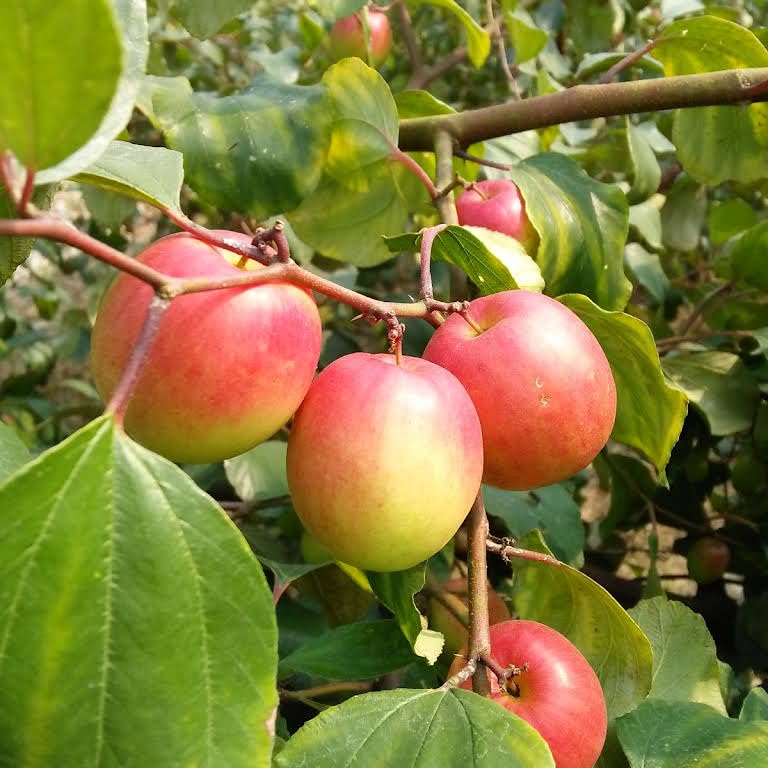 Orange Ziziphus Spinosa Fruit Seeds for Planting - Hardy, Sweet Fruit for Your Garden
