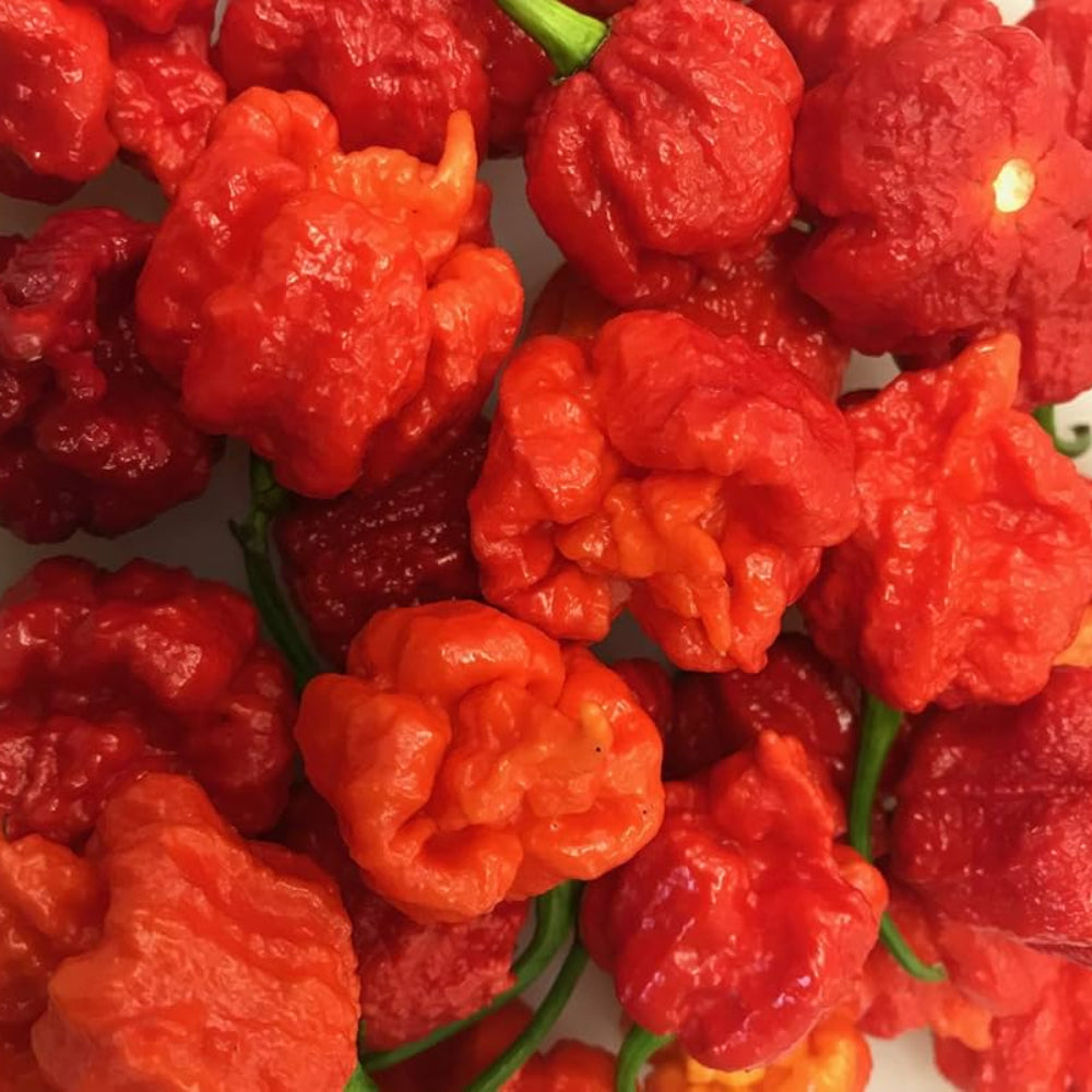 Hurt Berry Pepper Seeds for Planting-Heirloom & Non-GMO Seeds for planting