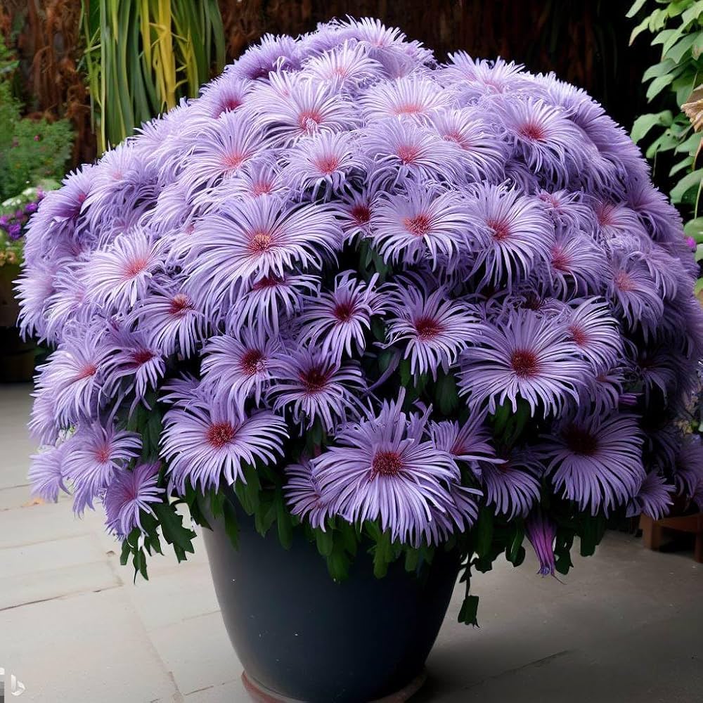Aster Flower Aster spp. Seeds for Planting Blue