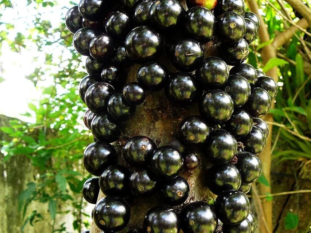 Plinia Cauliflora Fruit Seeds for Planting for Tropical Garden and Home Garden