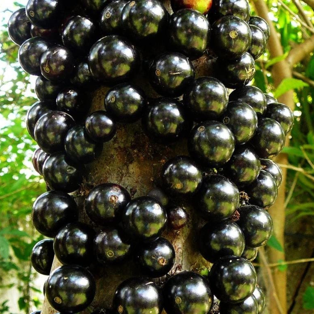 Jaboticaba Fruit Seeds   Unique Brazilian Grape Tree for Home Growing