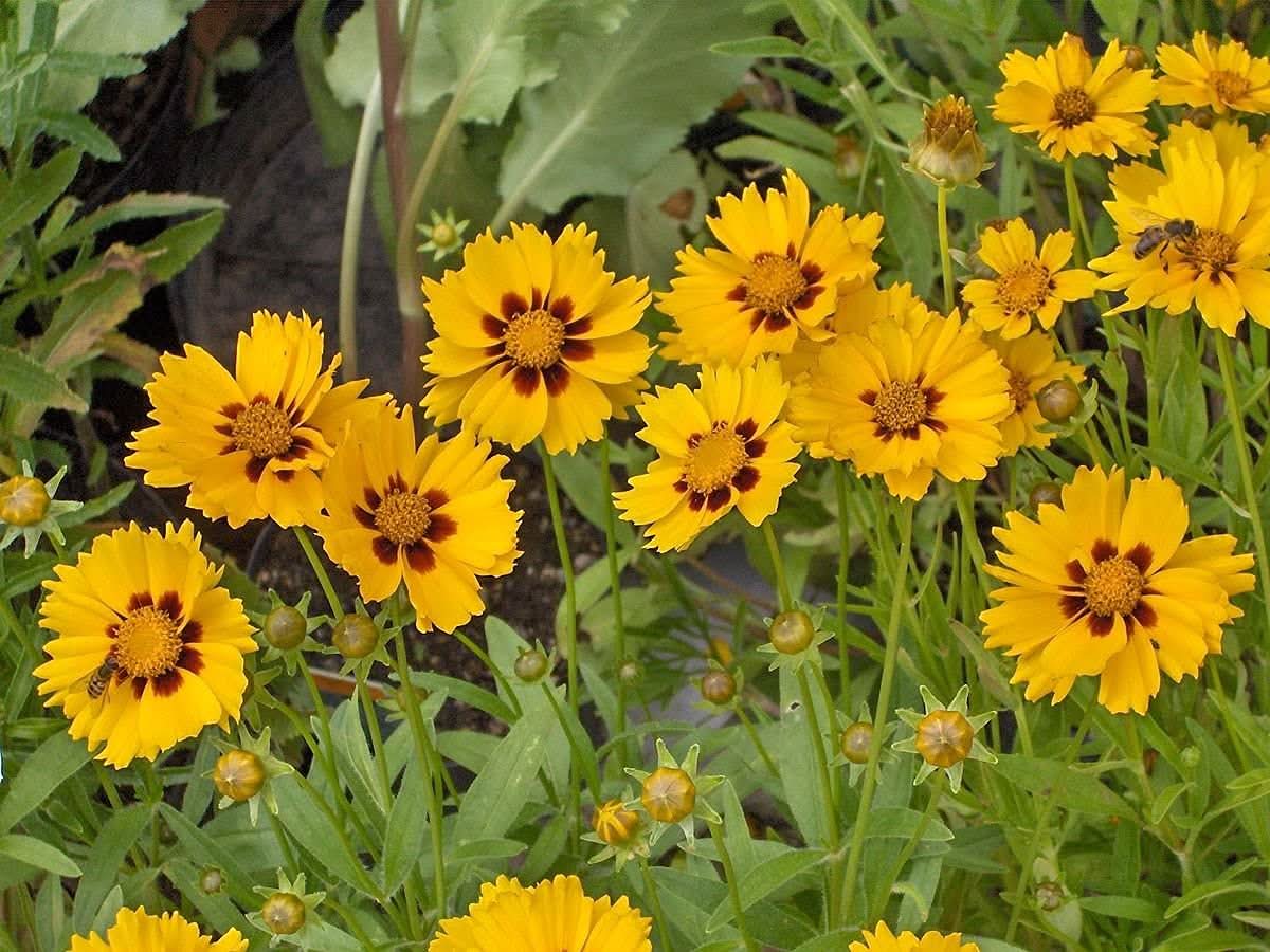Coreopsis Golden Wave Tickseed Flower Seeds